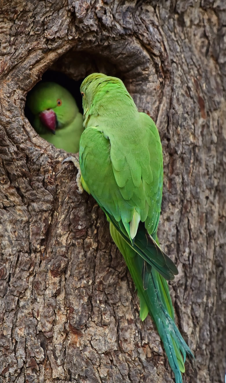 chamada-periquito-ringneck